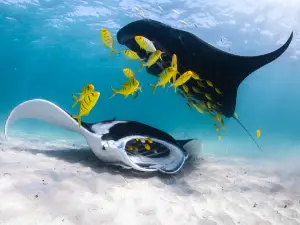 Ningaloo Reef Dive & Snorkel