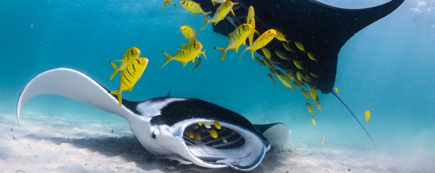 Ningaloo Reef Dive & Snorkel