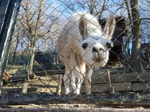 The Oasis of the Animals