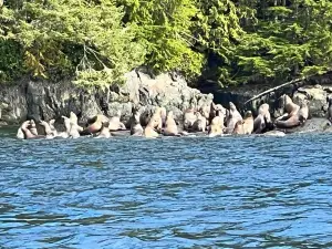 Sea Wolf Adventures