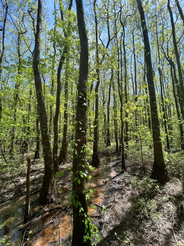 Hotels near Greenville Cypress Preserve Trust