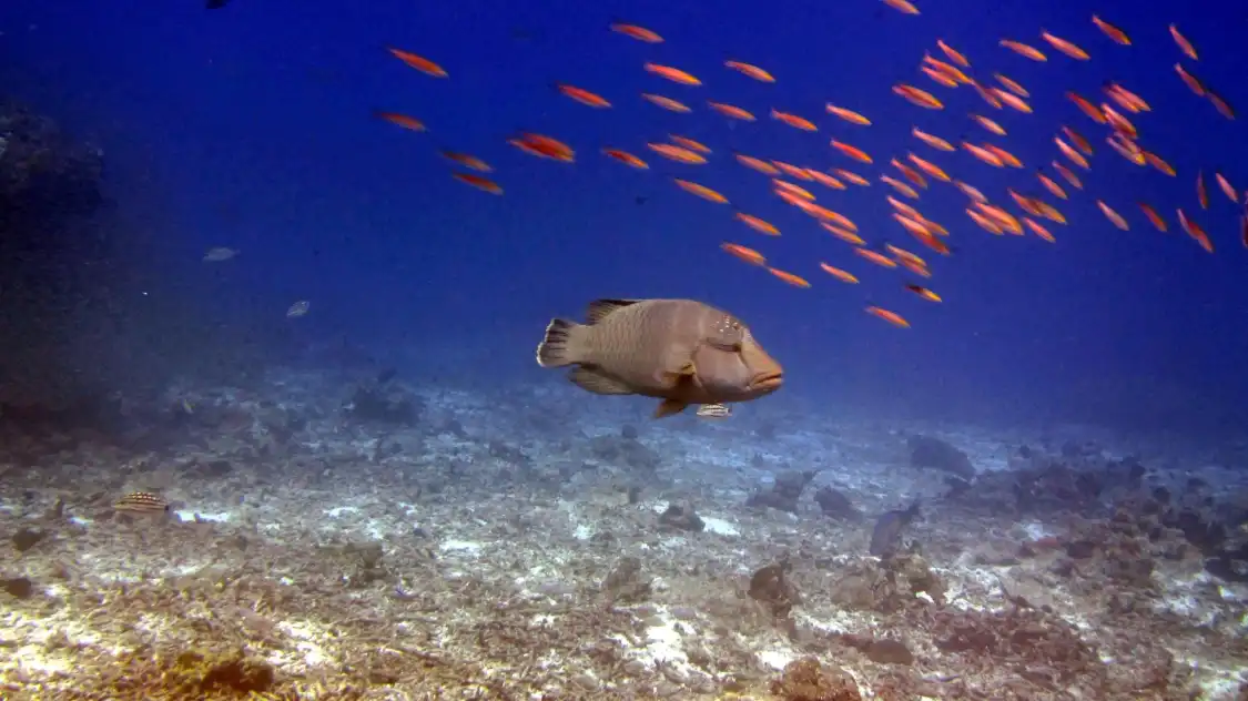 Hotel in zona Crystal Clear Diving Phuket