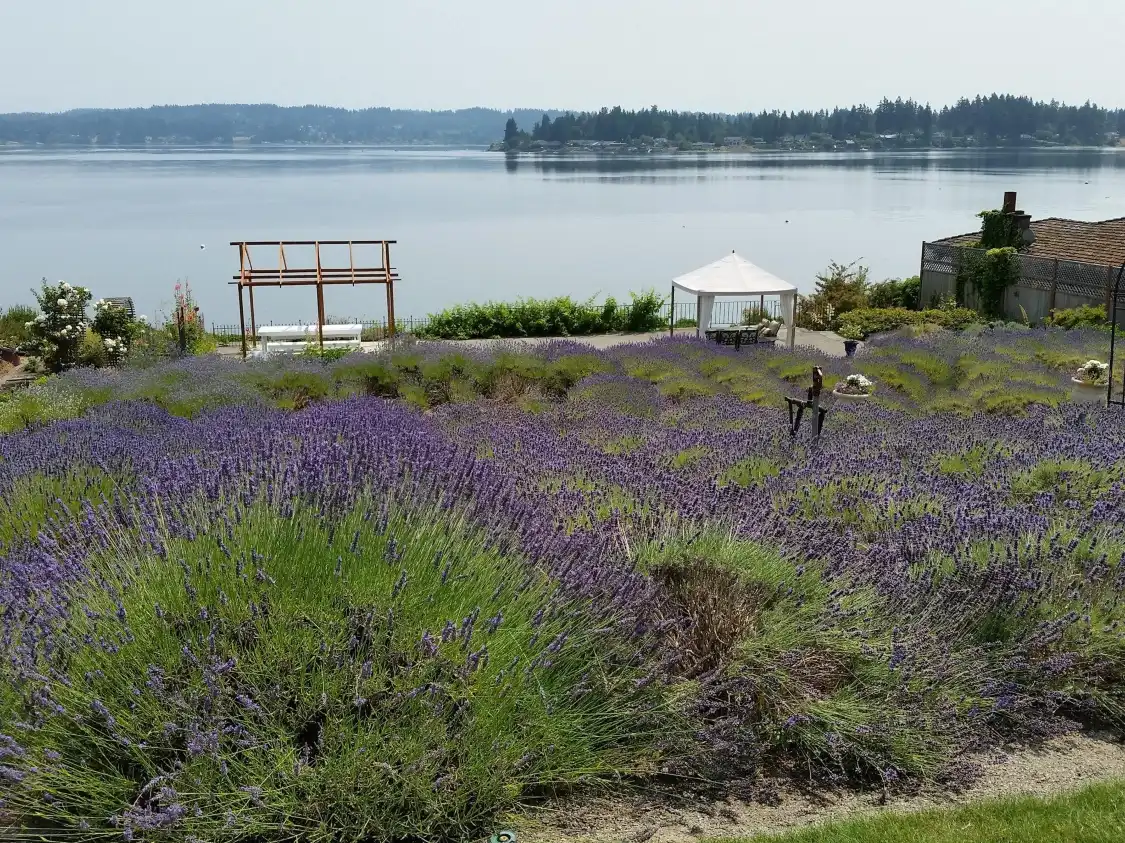 Hotels near Purple Scent Lavender Farm