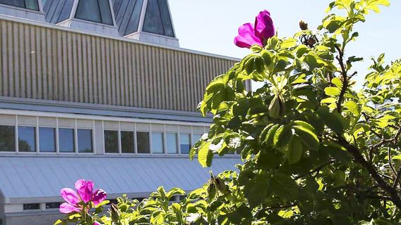 Aine Art Museum
