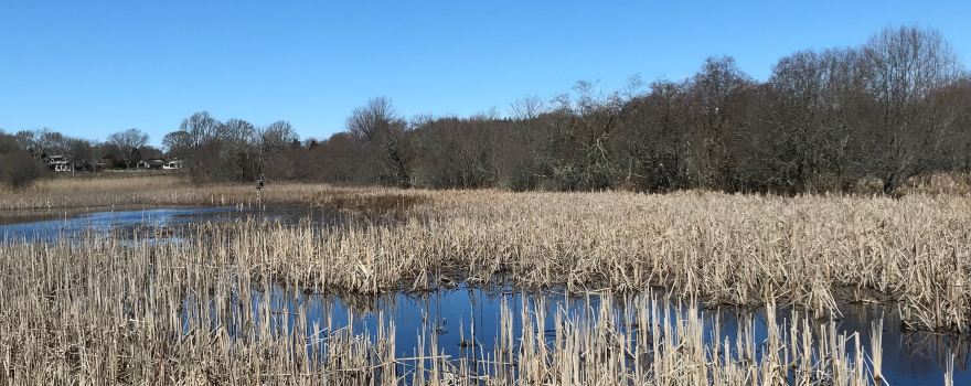Whitehead Preserve at Dundery Brook