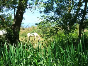 Aiguamolls de l'Empordà