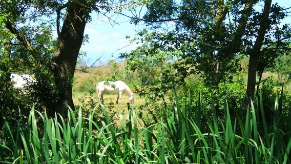 Aiguamolls de l'Empordà