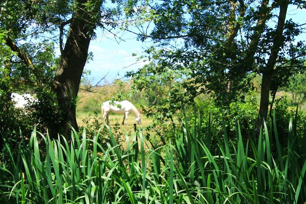 Aiguamolls de l'Empordà