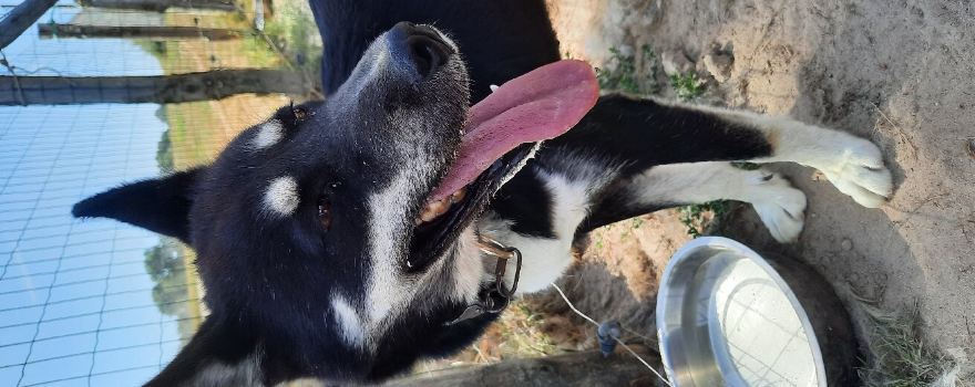 Husky Dream, Chiens de traineau