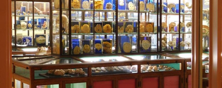 Musée des Sciences Médicales et de la Santé