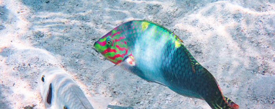 Jardin de Corail
