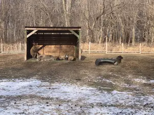 Concord Zoo