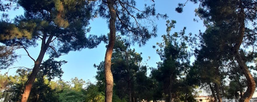 çamlık park