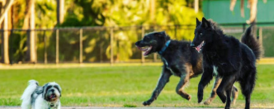Kroll Gardens Dog Park