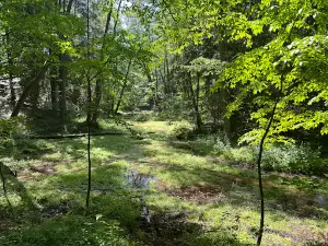 Źródełka rzeki Stok