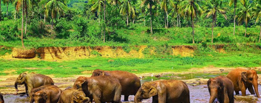Elephant Bathing Site