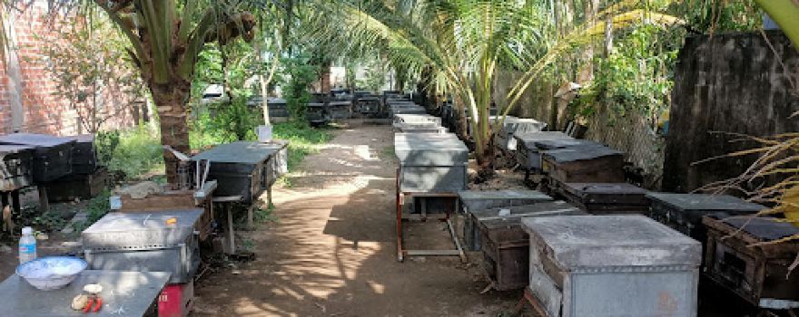 Mật Ong Hương Tràm Minh Nìm