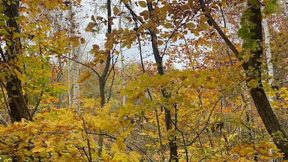 Haveforeningen Stormosen