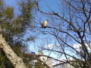 Atatürk Parkı