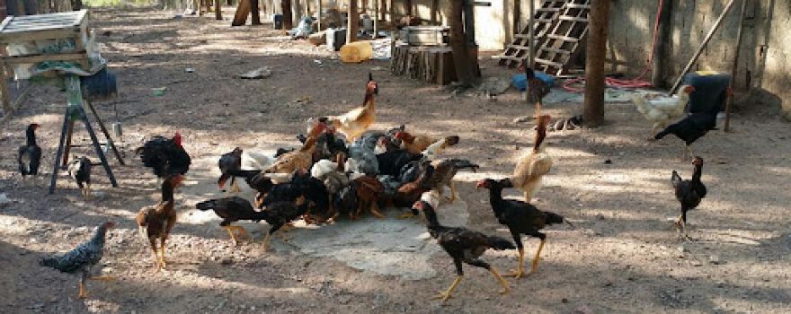 Rancho Do Roberto