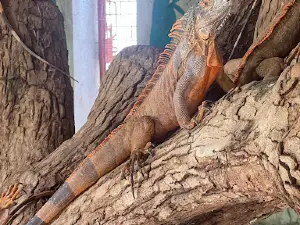 Botolan Wildlife Farm