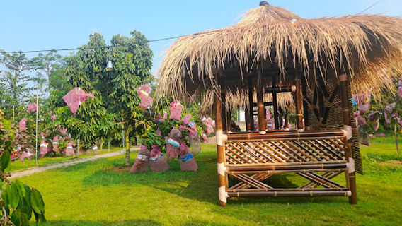 Kebun kelengkeng OAK