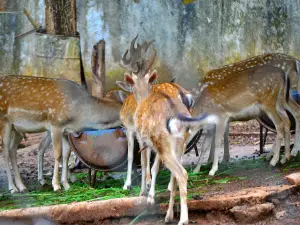 Maasin City Forest Park