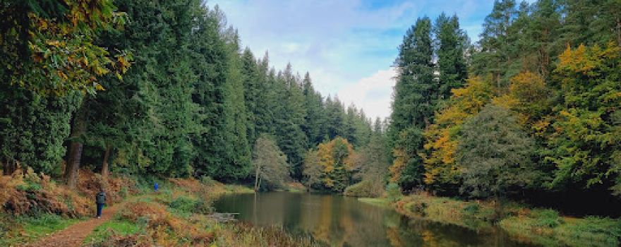 Soudley Ponds