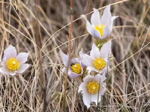 Dry Island Buffalo Jump Provincial Park