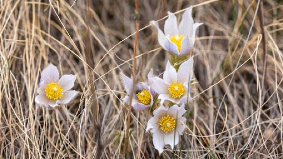 Dry Island Buffalo Jump Provincial Park