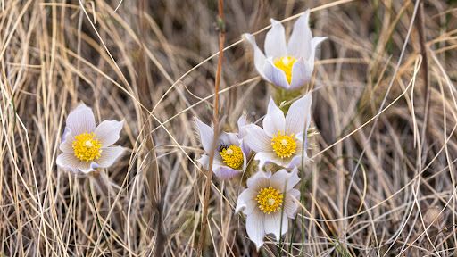 Dry Island Buffalo Jump Provincial Park