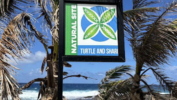 Turtle and Shark
