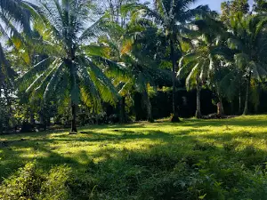 Mataguisi Ruins