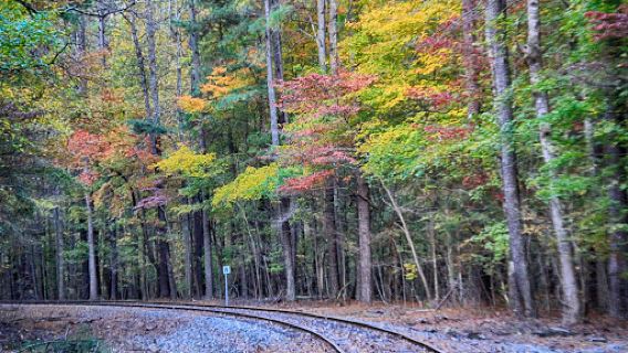 Carolina North Forest