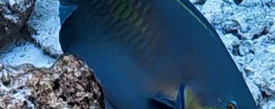 Moofushi Reef