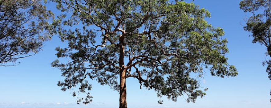 Hunter Lookout