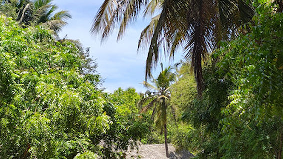 WILLS BOAT HOUSE ( mangrove forest boating )