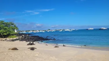 Playa Mann