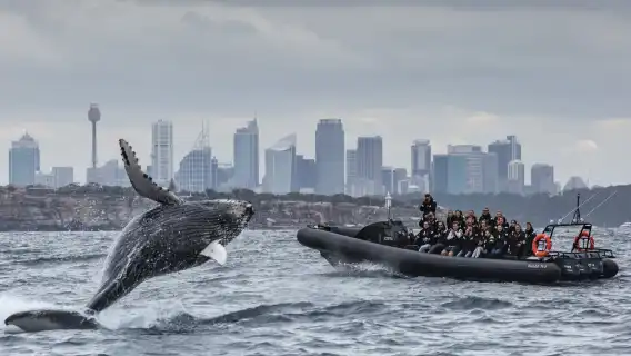 悉尼觀鯨遊船  OZ/Orca/網紅小黑船/小白船/Fantasea幻多奇觀鯨遊船/快艇可選（全澳超全觀鯨選擇）