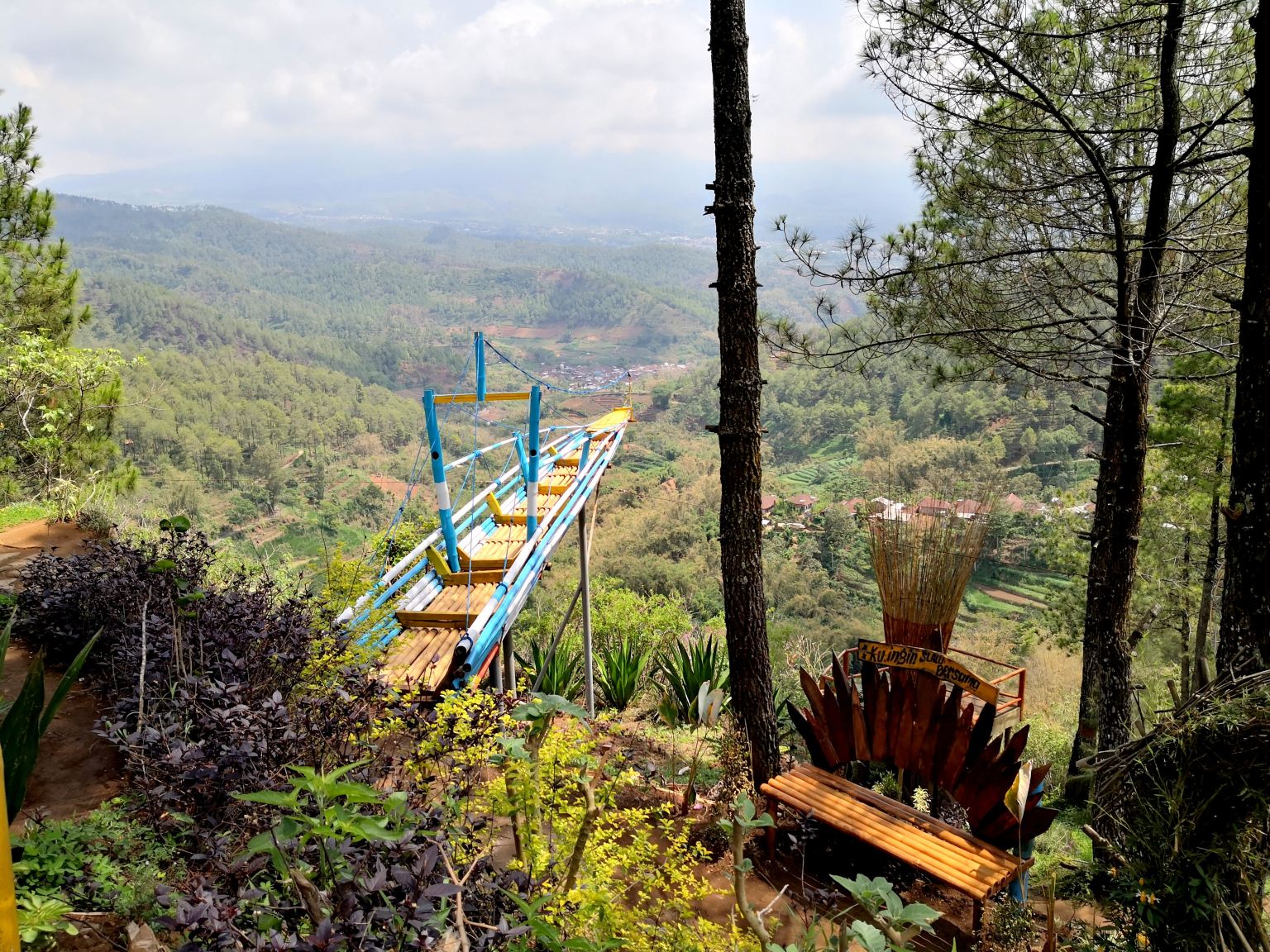 Goa Pinus