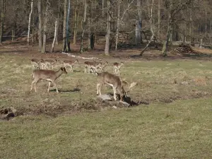 Wildgehege Moritzburg