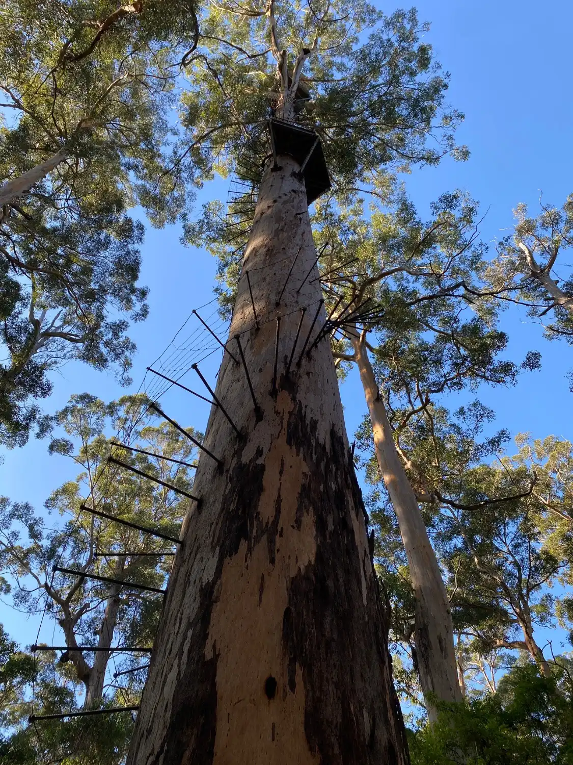 Hoteles cerca de Dave Evans Bicentennial Tree