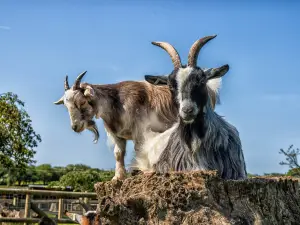 Small Breeds Farm Park