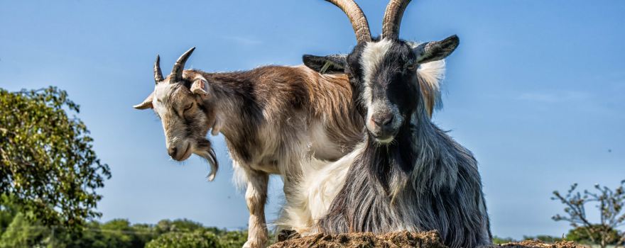 Small Breeds Farm Park