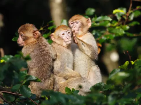 La Montagne des Singes