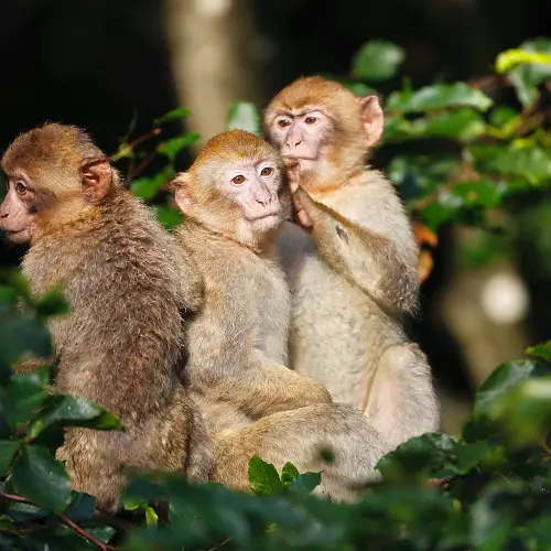 La Montagne des Singes