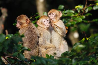 La Montagne des Singes