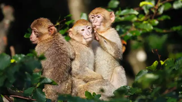 La Montagne des Singes