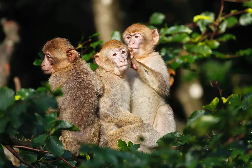 1_La Montagne des Singes