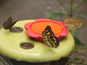 The Magic of Life Butterfly House